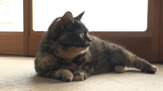 猫パラダイス！『ねこあつめの家』出演キャット秘蔵写真100点（83枚目）