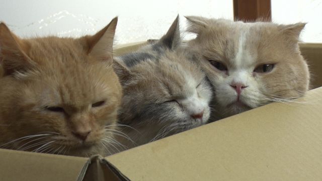 猫パラダイス！『ねこあつめの家』出演キャット秘蔵写真100点（86枚目）