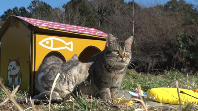 猫パラダイス！『ねこあつめの家』出演キャット秘蔵写真100点（87枚目）