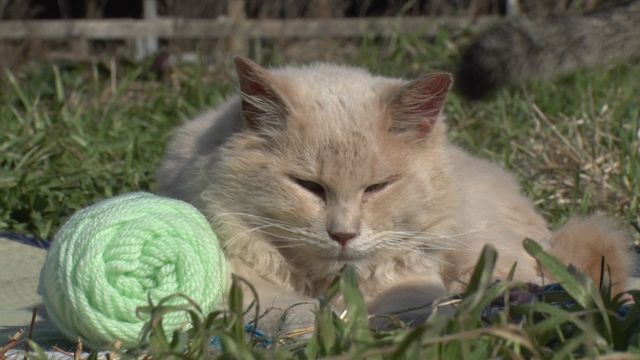 猫パラダイス！『ねこあつめの家』出演キャット秘蔵写真100点（88枚目）