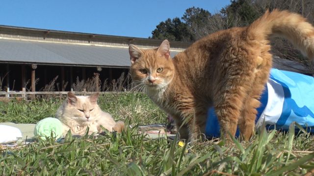 猫パラダイス！『ねこあつめの家』出演キャット秘蔵写真100点（89枚目）