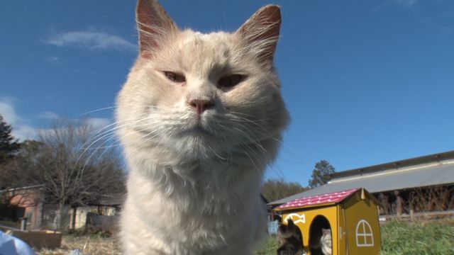 猫パラダイス！『ねこあつめの家』出演キャット秘蔵写真100点（90枚目）