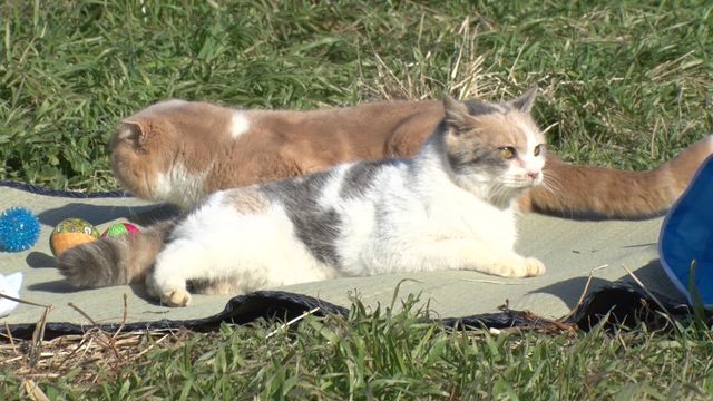 猫パラダイス！『ねこあつめの家』出演キャット秘蔵写真100点（91枚目）