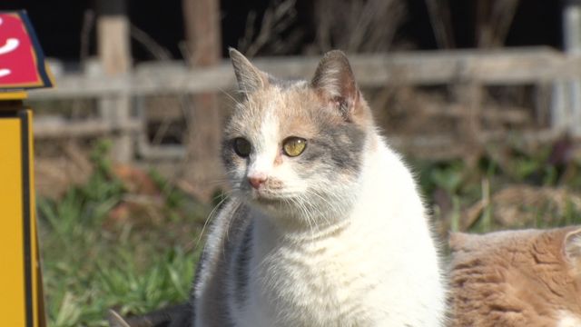 猫パラダイス！『ねこあつめの家』出演キャット秘蔵写真100点（92枚目）