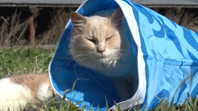 猫パラダイス！『ねこあつめの家』出演キャット秘蔵写真100点（93枚目）