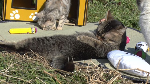 猫パラダイス！『ねこあつめの家』出演キャット秘蔵写真100点（94枚目）