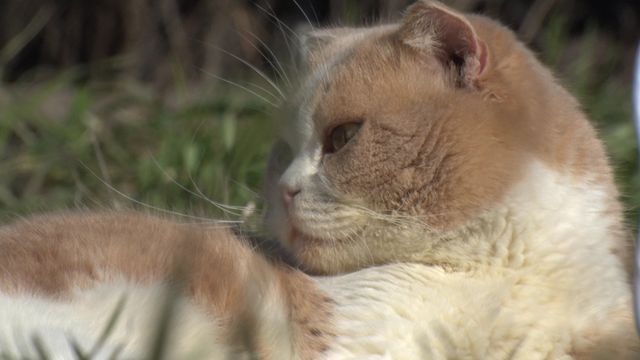 猫パラダイス！『ねこあつめの家』出演キャット秘蔵写真100点（95枚目）