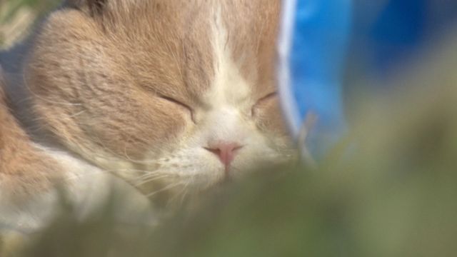 猫パラダイス！『ねこあつめの家』出演キャット秘蔵写真100点（96枚目）