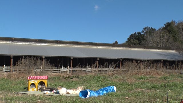 猫パラダイス！『ねこあつめの家』出演キャット秘蔵写真100点（97枚目）