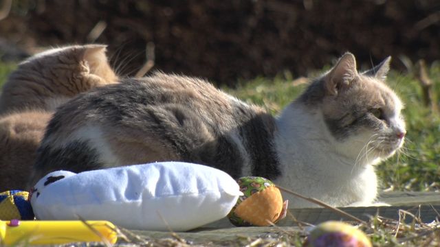 猫パラダイス！『ねこあつめの家』出演キャット秘蔵写真100点（98枚目）