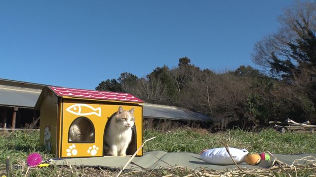 猫パラダイス！『ねこあつめの家』出演キャット秘蔵写真100点（99枚目）