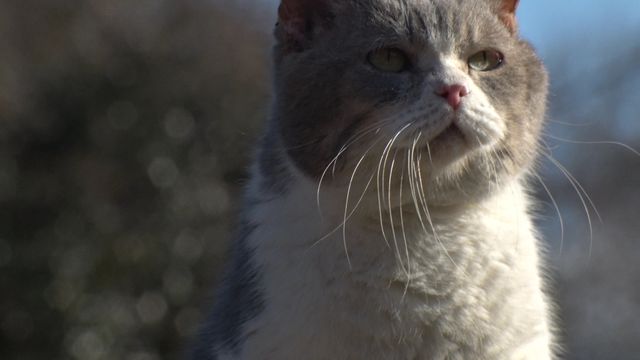 猫パラダイス！『ねこあつめの家』出演キャット秘蔵写真100点（100枚目）