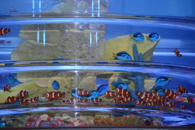 すずしげ衣装で木梨憲武、室井滋らが登場！『ファインディング・ドリー』七夕プレミア ギャラリー（9枚目）