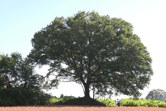 「青天を衝け」最終回場面写真　吉沢亮、91歳までを完走！（17枚目）