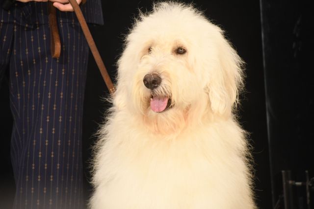 田中圭、ベック、池田エライザら登壇！『ハウ』公開記念舞台あいさつ（6枚目）