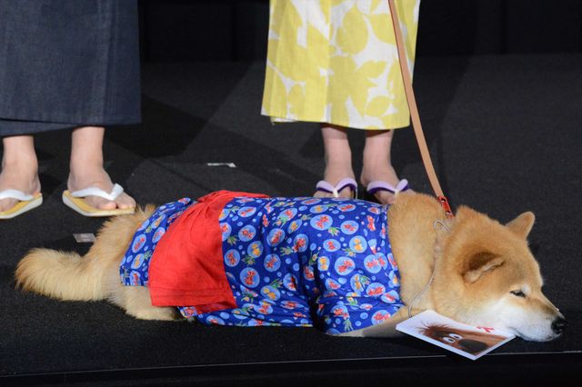 バナナマン、映画『ペット』続編に色気　画像ギャラリー（24枚目）