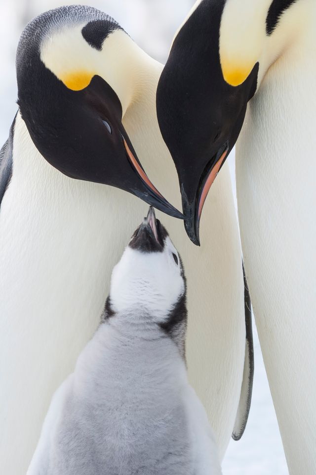 皇帝ペンギン 続編 神秘的なペンギンの求愛ダンス公開 シネマトゥデイ