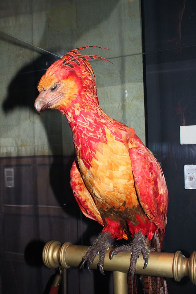 「ハリー・ポッター展」フォトギャラリー（17枚目）