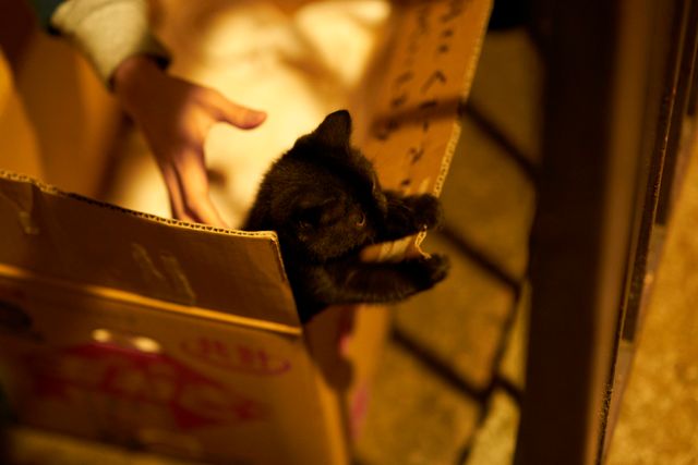 可愛すぎる…！「はな恋」愛猫バロン名場面集（3枚目）