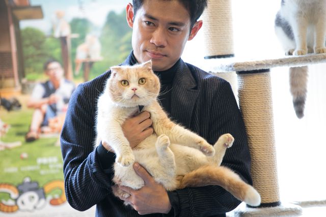伊藤淳史、もふもふ猫にノックアウト！『ねこあつめの家』猫カフェ試写会フォトギャラリー：フォトギャラリー