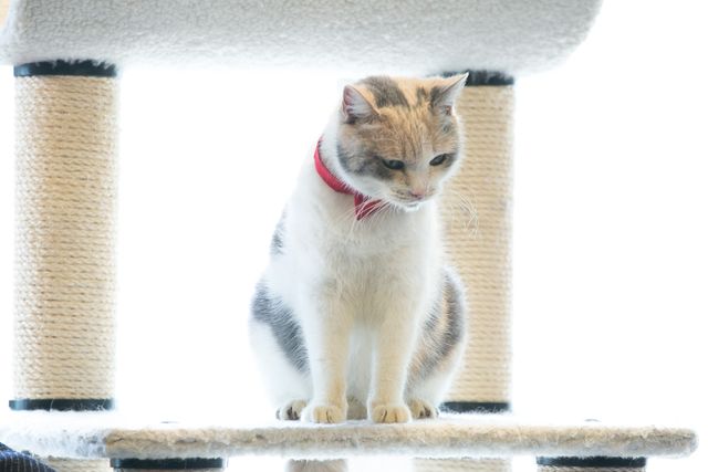 伊藤淳史、もふもふ猫にノックアウト！『ねこあつめの家』猫カフェ試写会フォトギャラリー（2枚目）