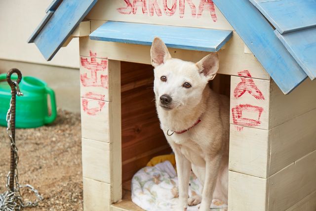 小松菜奈のセーラー服姿も！『さくら』場面写真（10枚目）