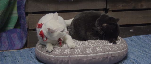 あわせてモフりたい！白猫と黒猫の恋にキュンとする『猫侍　南の島へ行く』フォトギャラリー：フォトギャラリー