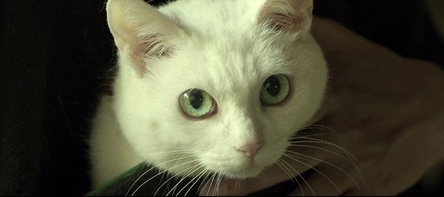 あわせてモフりたい！白猫と黒猫の恋にキュンとする『猫侍　南の島へ行く』フォトギャラリー（2枚目）