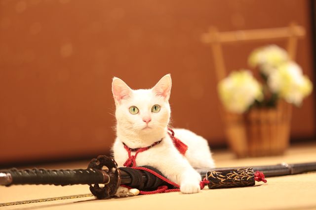 萌えの最上級！白猫がかわいすぎる『猫侍　南の島へ行く』フォトギャラリー：フォトギャラリー
