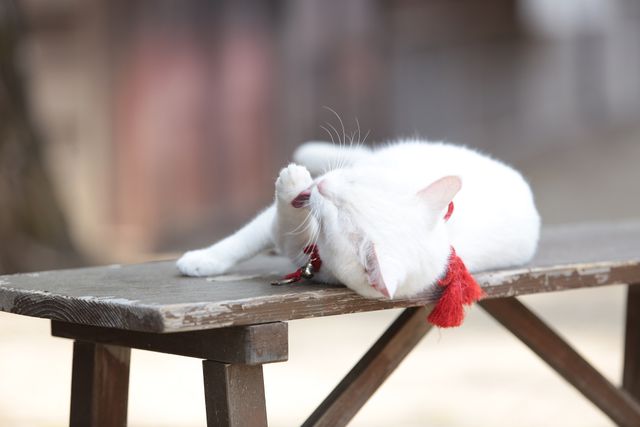 萌えの最上級！白猫がかわいすぎる『猫侍　南の島へ行く』フォトギャラリー（2枚目）