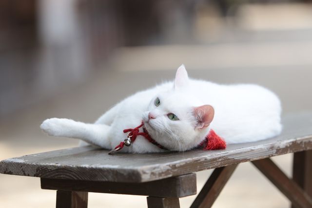 萌えの最上級！白猫がかわいすぎる『猫侍　南の島へ行く』フォトギャラリー（3枚目）