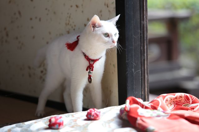 萌えの最上級！白猫がかわいすぎる『猫侍　南の島へ行く』フォトギャラリー（6枚目）