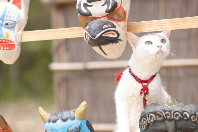 萌えの最上級！白猫がかわいすぎる『猫侍　南の島へ行く』フォトギャラリー（8枚目）