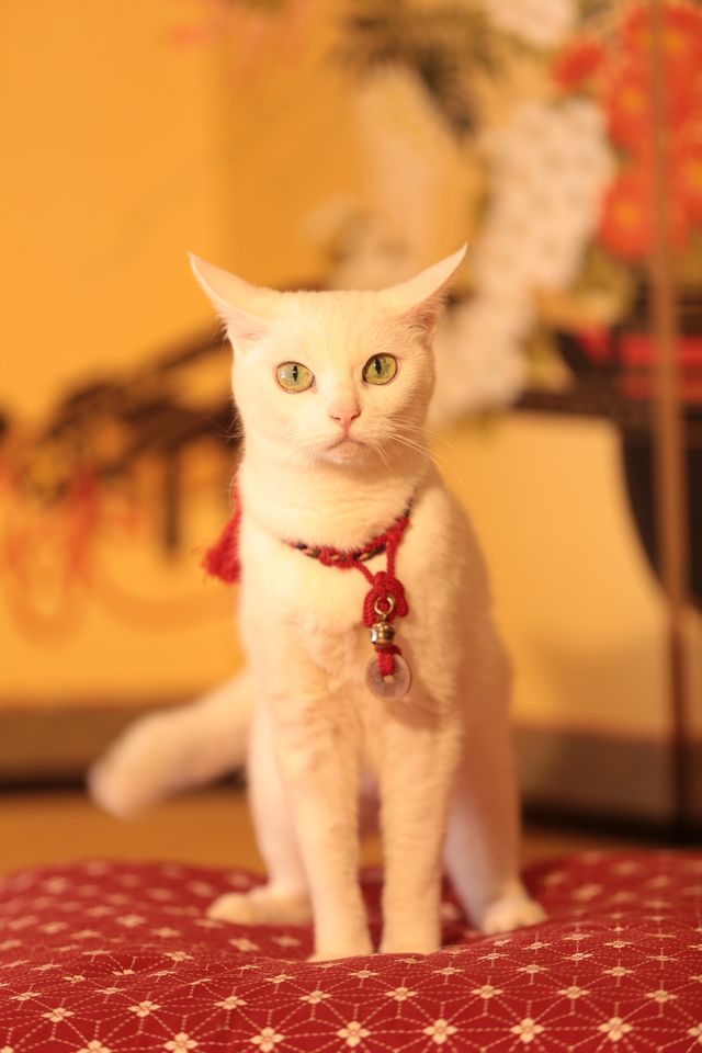 萌えの最上級！白猫がかわいすぎる『猫侍　南の島へ行く』フォトギャラリー（9枚目）