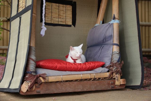 萌えの最上級！白猫がかわいすぎる『猫侍　南の島へ行く』フォトギャラリー（10枚目）