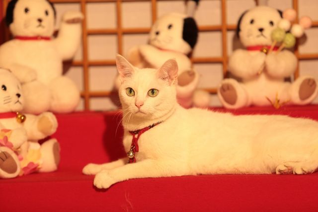 萌えの最上級！白猫がかわいすぎる『猫侍　南の島へ行く』フォトギャラリー（11枚目）
