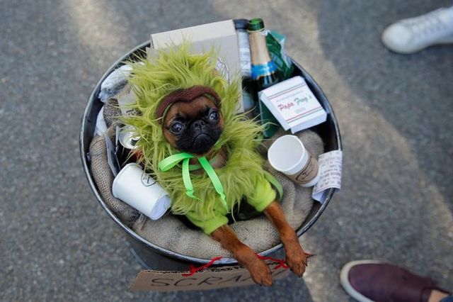 ハロウィーン恒例の 犬の仮装パレード Nyの公園で シネマトゥデイ