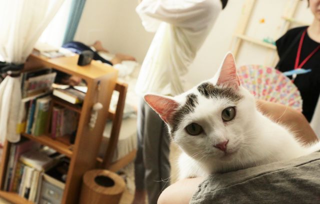 もふもふ！『寝ても覚めても』のネコ写真（2枚目）