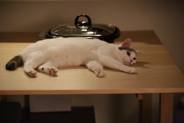 もふもふ！『寝ても覚めても』のネコ写真（3枚目）