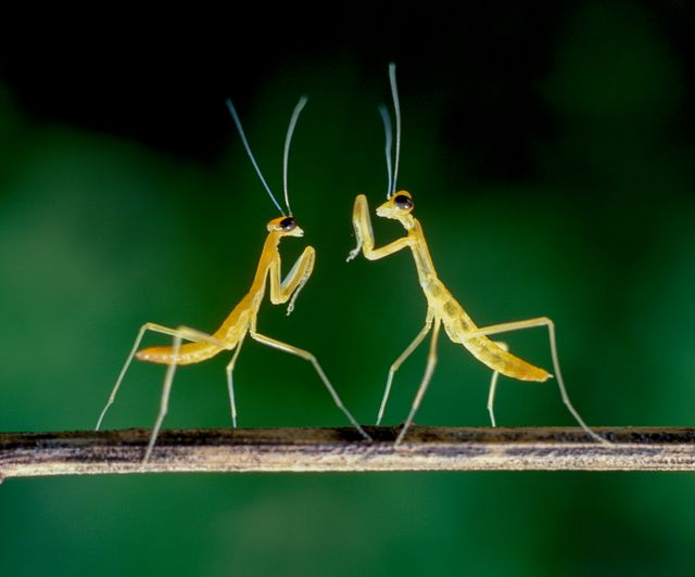 アリ目線で見る世界！『アリのままでいたい』フォトギャラリー（2枚目）