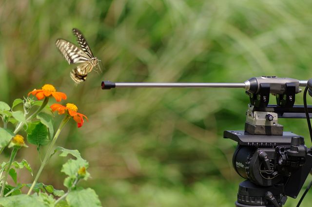 アリ目線で見る世界！『アリのままでいたい』フォトギャラリー（4枚目）