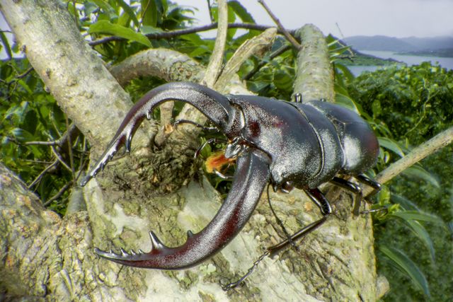 アリ目線で見る世界！『アリのままでいたい』フォトギャラリー（6枚目）