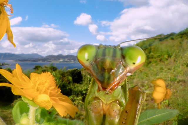 アリ目線で見る世界！『アリのままでいたい』フォトギャラリー（7枚目）