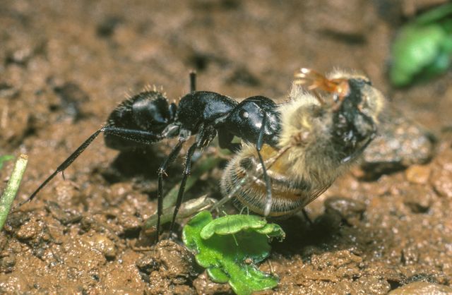 アリ目線で見る世界！『アリのままでいたい』フォトギャラリー（10枚目）