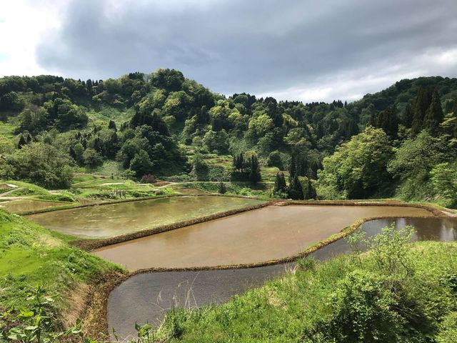 棚田が美しい新潟・十日町市松代地区。