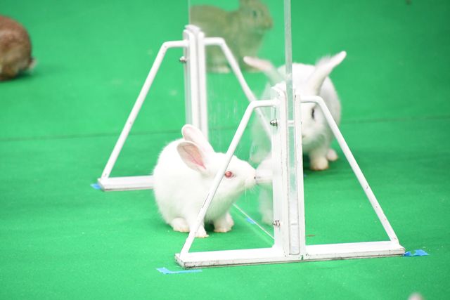 『ピーターラビット2／バーナバスの誘惑』ウサギ“超”まみれイベント（16枚目）