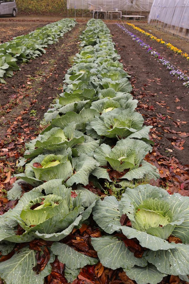 『月とキャベツ』真田麻垂美が女優業復帰を報告！　山崎まさよしとのツーショットが実現！　画像ギャラリー（2枚目）