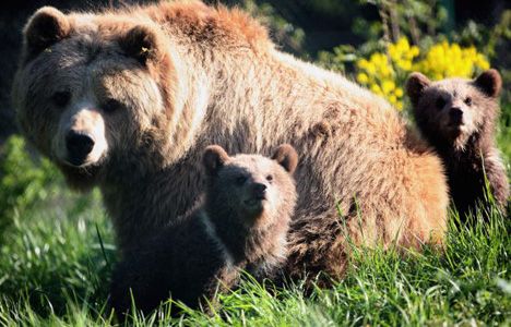 ディズニー 自然ドキュメンタリーでクマを追う 14年春全米公開 シネマトゥデイ