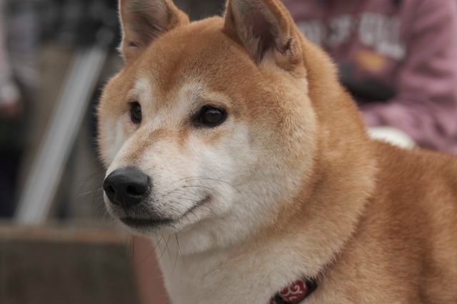 柴犬に癒される!ドラマ&映画「柴公園」オフショット<全48枚>:フォトギャラリー