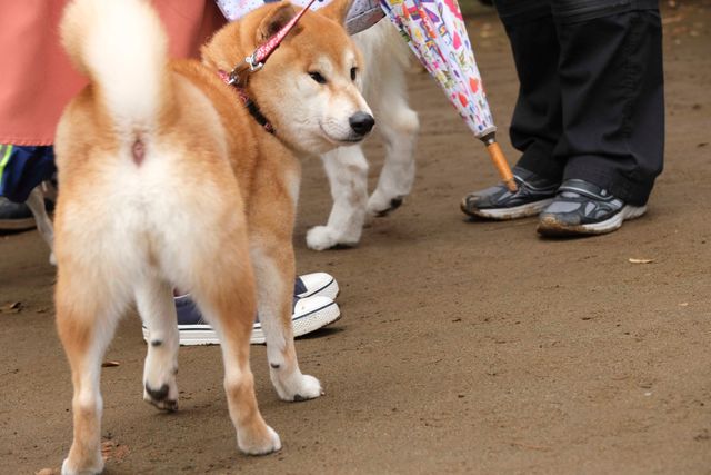 柴犬に癒される！ドラマ＆映画「柴公園」オフショット＜全48枚＞（2枚目）